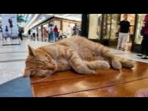 ショッピングモールの猫リラックスし過ぎやろ(YouTube)