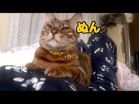 実家で朝起きたらぽっちゃり猫さんにお腹圧迫されてました(YouTube)