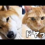 茶トラ猫の毛づくろいで柴犬は溶けていきます…(YouTube)