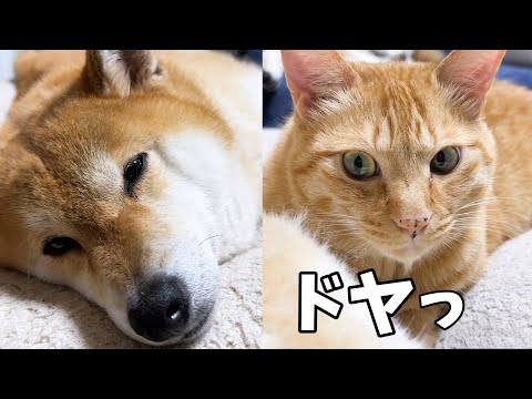 茶トラ猫の毛づくろいで柴犬は溶けていきます…(YouTube)