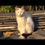 優しくなろうとしたけど受け入れられず孤独な猫(YouTube)