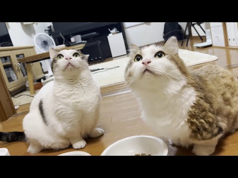 「何やこれ」って顔がしたいだけの猫(YouTube)