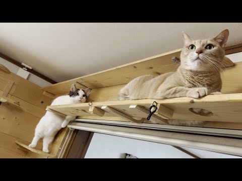 ひのきを追いかけ回す豆大福にはお仕置きを！(YouTube)