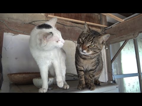 いつの間に横に居たウザいけど憎めない猫(YouTube)