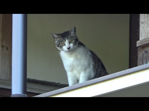 侵入者が挙動不審過ぎて怪しかった(YouTube)