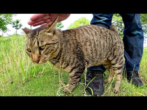 足にスリスリしてくる猫が「まだ帰るんじゃない！」とキレてきた(YouTube)