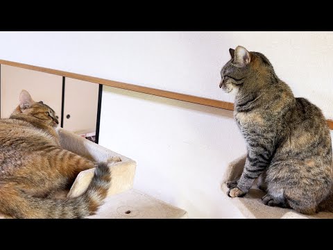 【妹猫と仲良くなりたい姉猫】ちょっぴり不器用なキジトラ猫が妹猫に近づいたら…(YouTube)