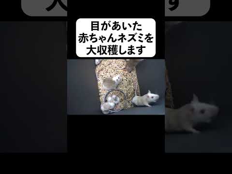 目が空いた赤ちゃんネズミを大収穫します(YouTube)