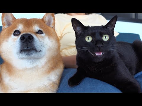 柴犬と猫に「ぎゅ」と言うと真剣な表情に！悶絶級です。。(YouTube)