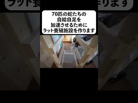 70匹の蛇たちの自給自足を加速させるためにラット養殖施設を作ります(YouTube)