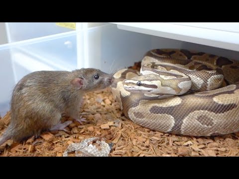 繁殖したラットが育ってきたので蛇に食べさせます(YouTube)