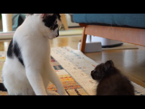 【感動】先住猫と子猫の初接触‥予想外の結末に驚き！(YouTube)