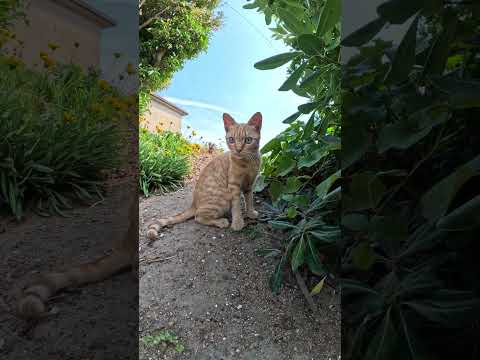 茶トラ猫をモフっていたら白猫が乱入してきた #cat #野良猫ちゃん #ネコ(YouTube)