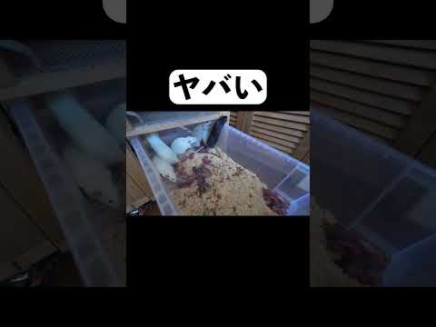 ヤバい(YouTube)