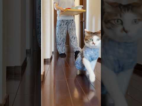ごはんを先導する時だけスキップしちゃう猫 #cats(YouTube)