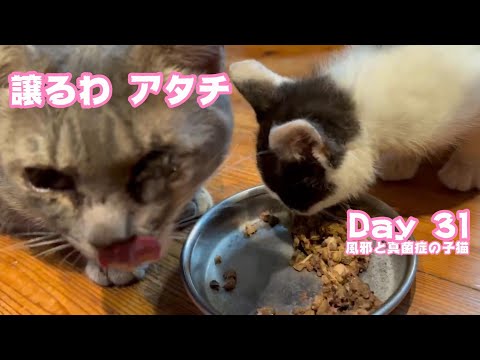アタチ譲るわ みんな優しいねぇ 風邪と真菌症の子猫 Day 31  2024 06 19 1(YouTube)