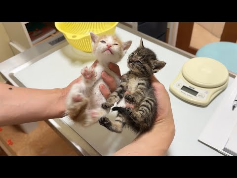 急遽保護した生後1ヶ月の子猫たちを動物病院に連れて行きました。(YouTube)
