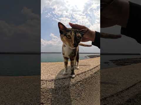 三毛猫の掛け声で仲間達が集まってきた #cat #野良猫ちゃん #ネコ(YouTube)