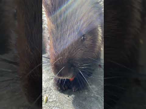 シャキシャキヤマアラシ　Porcupine!! #ヤマアラシ #porcupine(YouTube)