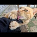 凶暴な茶トラ猫が「手袋をよこせ！」と攻撃してきた(YouTube)