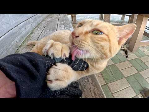 凶暴な茶トラ猫が「手袋をよこせ！」と攻撃してきた(YouTube)