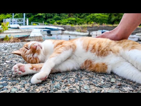 漁港の舟の下にいた野良猫を撫でるとゴロゴロ言いながら転がって喜んだ(YouTube)