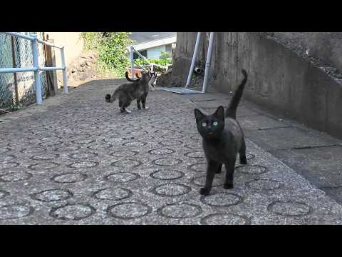 猫島の路地裏を歩くと猫がたくさん付いてきて楽しい(YouTube)