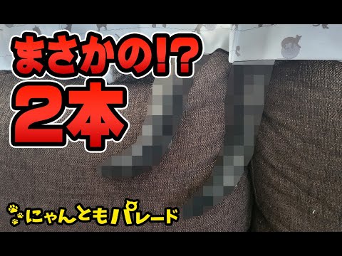 【猫動画】まさかの2本！〜にゃんともパレード〜#猫動画#猫#358(YouTube)
