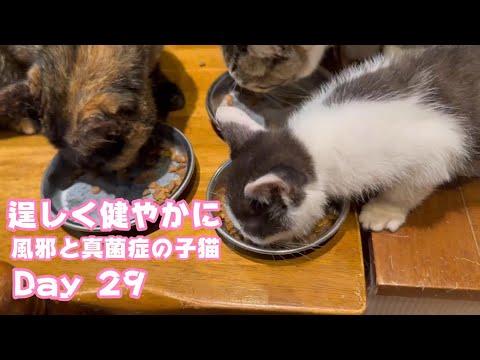 逞しく健やかに育ってます 風邪と真菌症の子猫 Day 29  2024 06 17 1(YouTube)
