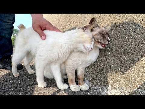 堤防で遊んでいたシャム猫の所に「日焼けしちゃうよ」と仲間猫が迎えに来た(YouTube)
