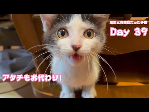 あたちもお代わりちょ～だいニャン！ 風邪と真菌症だった子猫 Day 39  2024 06 27 1(YouTube)