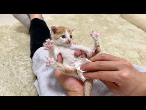 保護した生後1ヶ月の子猫がおしっこを我慢できなくてこうなっちゃいました…(YouTube)