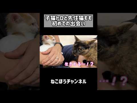 子猫の先住猫の初対面で時差でビビる猫w #shorts(YouTube)