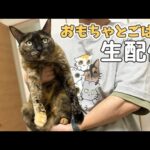 おもちゃで遊んでごっはーん生配信！(YouTube)
