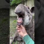 気持ちかったぁブラジルバク #tapir #animal #asmr(YouTube)