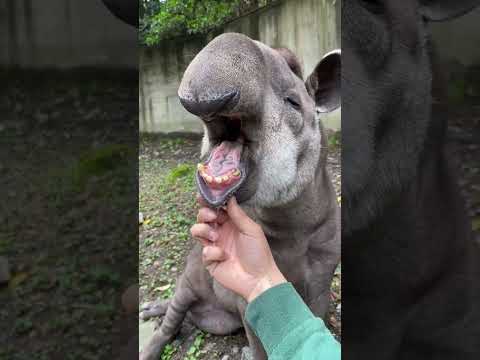 気持ちかったぁブラジルバク #tapir #animal #asmr(YouTube)