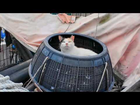 ハートマークの三毛猫ちゃん、漁港の物置で寝ていたら髭のハチワレちゃんもきた(YouTube)