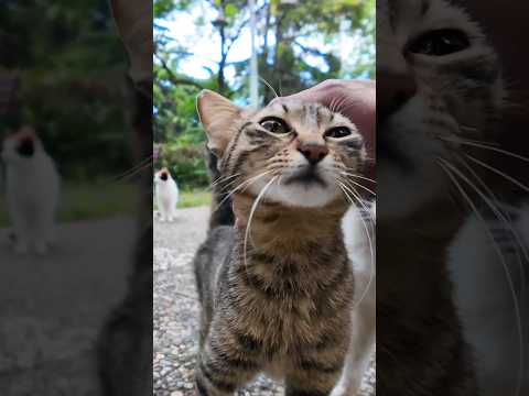 公園の猫たち集まってきた(YouTube)
