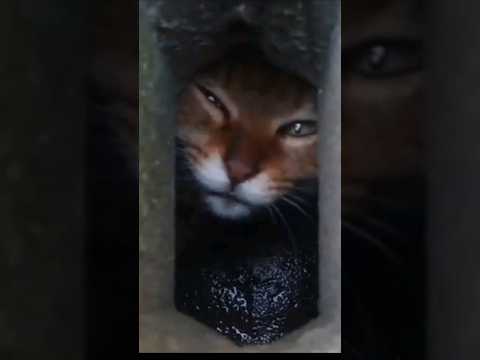 「ニャーン」どこからともなく子猫の鳴き声が。。(YouTube)