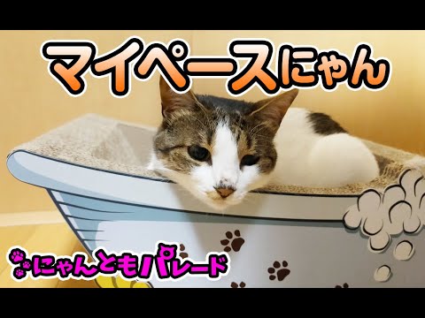 【猫動画】マイペースにゃん〜にゃんともパレード〜#猫動画#猫#360(YouTube)