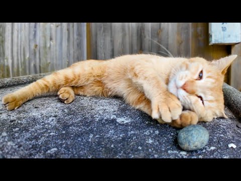 石を抱きしめる猫がかわい過ぎる(YouTube)