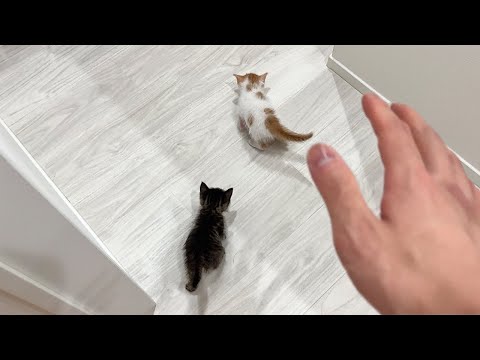 保護した生後1ヶ月の子猫がついに部屋から大脱走して大変なことに…(YouTube)
