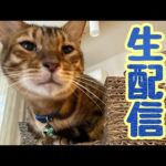 【生配信6/2】コロナが流行ってきてますが猫でも見て免疫力高めませんか？生配信(YouTube)