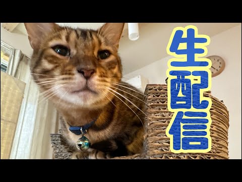 【生配信6/2】コロナが流行ってきてますが猫でも見て免疫力高めませんか？生配信(YouTube)