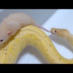 ガリガリの蛇に栄養満点の生きたネズミを食べさせますねん(YouTube)