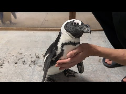 それぞれ成長していくペンギン達の様子(YouTube)