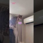 ラッキーパンチでニコちゃん優勝🏆（猫レース）#shorts(YouTube)