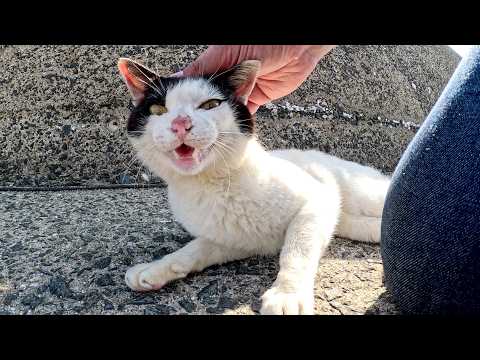 ブラックジャックみたいな猫をモフると元気な声で鳴いた(YouTube)