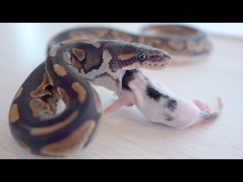 飼い主にご飯を食べさせてもらう生後2ヶ月の子蛇(YouTube)