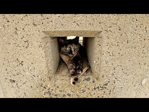 サビ猫が堤防の小さな穴に隠れて海の絶景を眺める(YouTube)